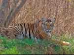 Karnataka: Shepherd killed by tiger in Nagarahole National Park