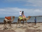 Amid wildfires, Australia likely to kill 10,000 camels