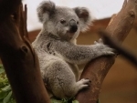 Australia launches investigation after dozens of koalas found dead in land-clearing