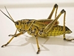 Billions of desert locusts swarm through war-torn Yemen