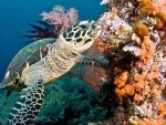 World could lose coral reefs by end of century, UN environment report warns