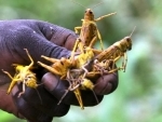 Battle â€˜not yet overâ€™ against locust invasions in East Africa and Yemen