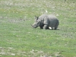 Assam: Stray out rhino from Kaziranga creates panic among villagers in Biswanath