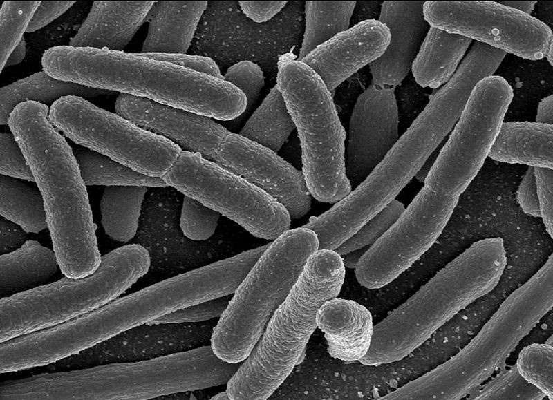 Predatory bacteria escape unharmed from prey cell using unique tool: Study
