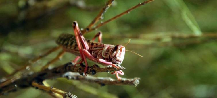 East Africa locusts threaten food insecurity across subregion, alerts UN agriculture agency