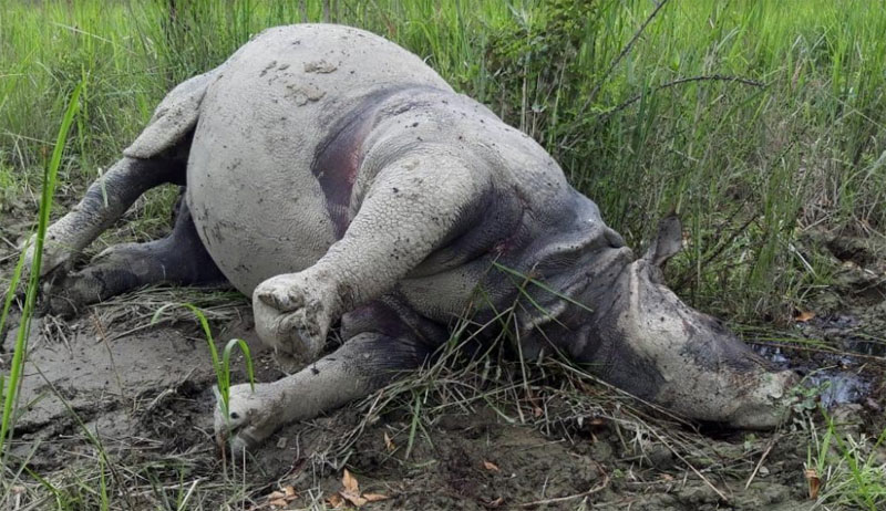 Poachers killed rhino and escaped with horn in Kaziranga