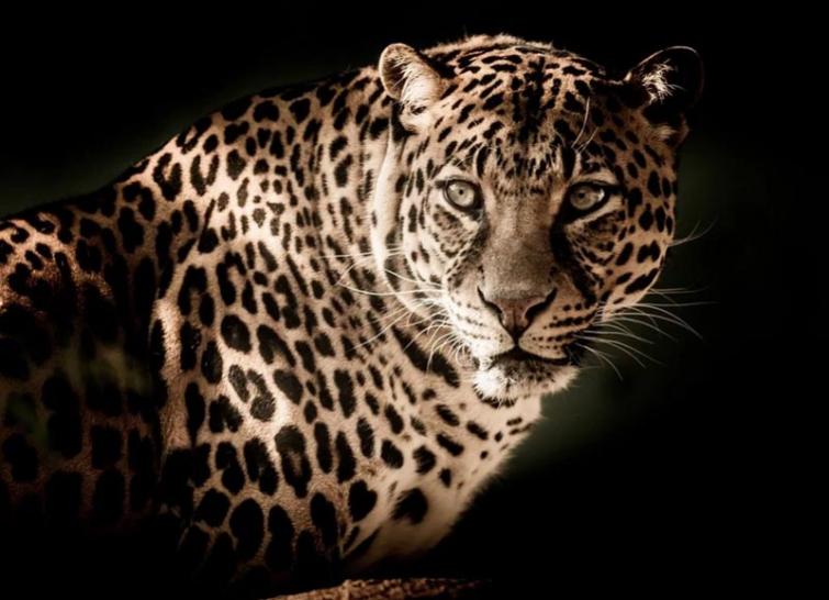 Woman killed by leopard in Nainital forest division