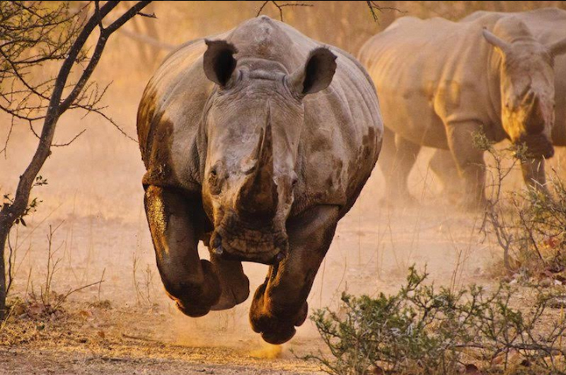 11 rhinos and 105 other animals die in Kaziranga flood