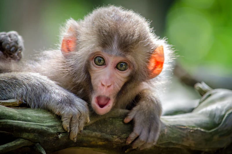Vietnam tests COVID-19 vaccine on monkeys