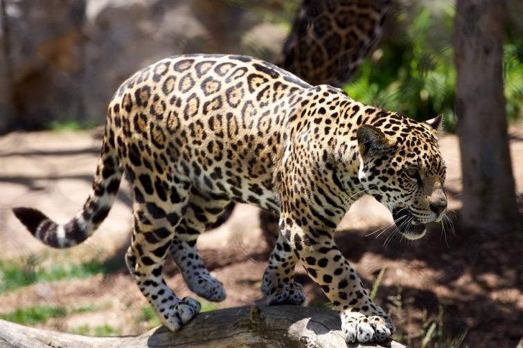 Nashik woman hurt in leopard attack