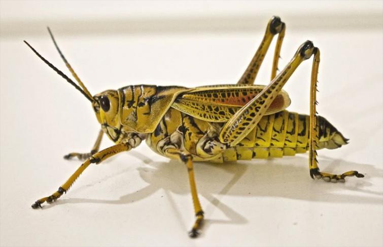 Billions of desert locusts swarm through war-torn Yemen