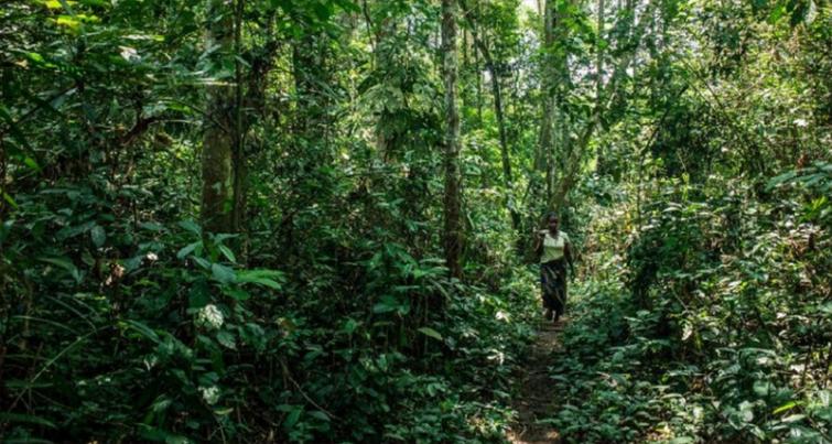 Turn around deforestation in 2020, the â€˜Nature Super Yearâ€™, says Guterres