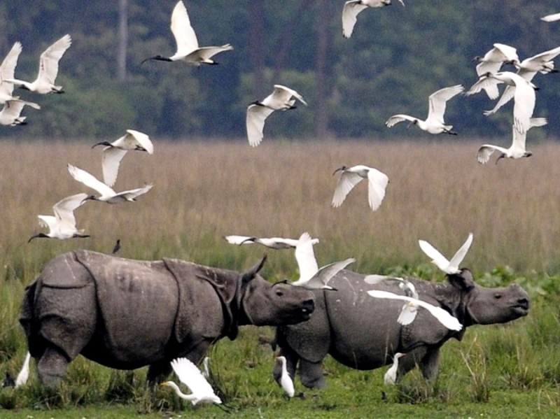 Kaziranga National Park to be reopened for tourists from Oct 21