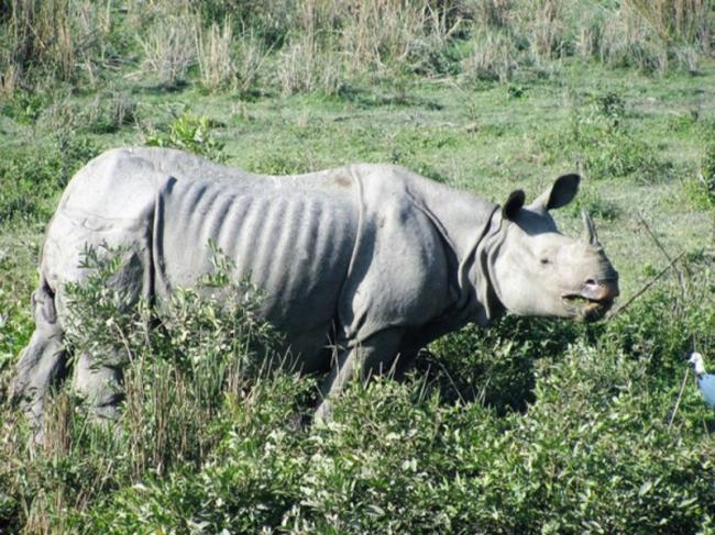 Assam: Rhino killed by poachers