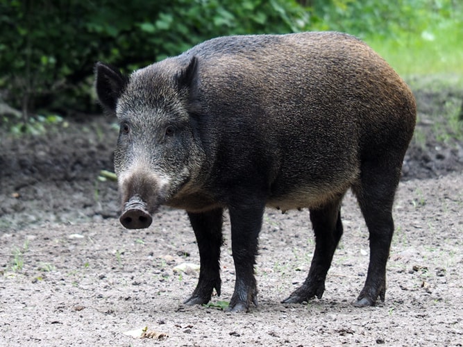 Odisha: Six injured in wild boar attack in Puri