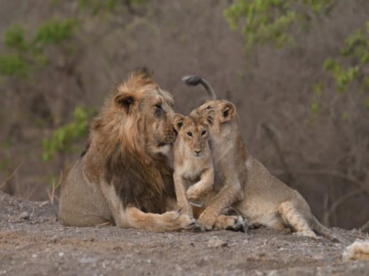 Population of Asiatic lions in Gujarat's Gir forest registers highest increase; PM Modi shares the good news on social media