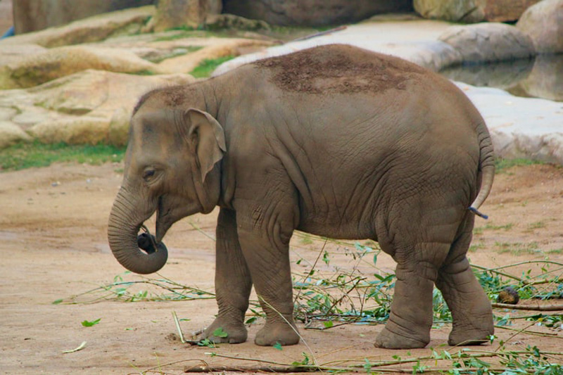 Elephant dies due to suspected electrocution at Sadia Range