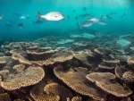 Great Barrier Reef in danger, UN World Heritage Committee draft report finds