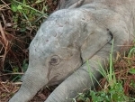 Elephant dies after being knocked down by train at Mariani in Assam