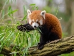 Bengal: Endangered red panda born in captivity at Darjeeling's Zoological Park