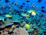Decade of climate breakdown saw 14 per cent of coral reefs vanish