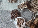 Wildlife Crime Control Bureau busts wildlife trafficking syndicates in Jammu and Kashmir