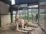 Female giraffe died at Assam State Zoo due to strangulation