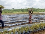 Plastics in soil threaten food security, health, and environment: FAO