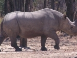 Saving Rhinos: A Second Chance For Dozer