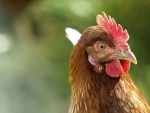 Bird Flu hits India: Hundreds of chicken dumped in the forest