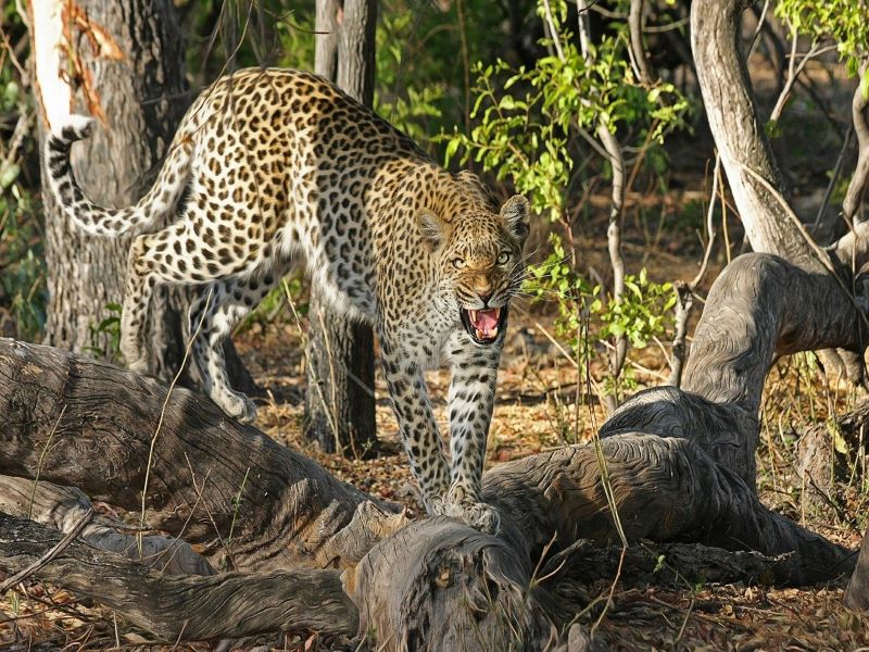 Leopard caged in Assam’s Dibrugarh