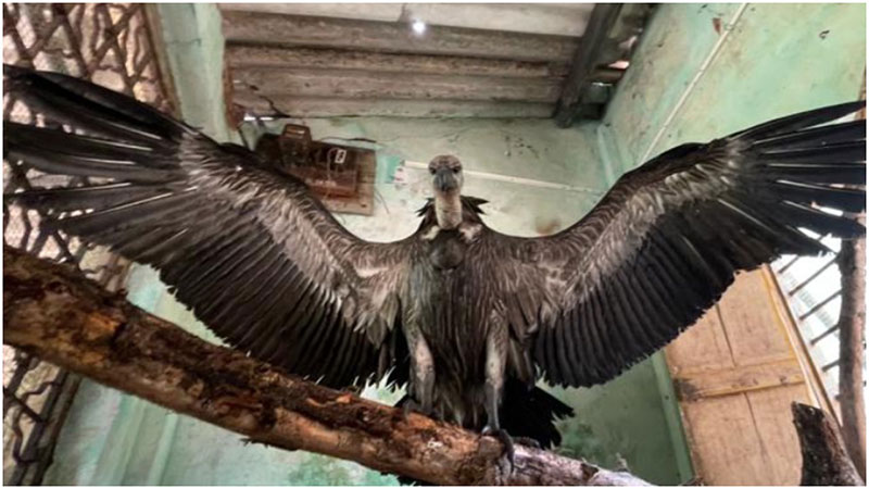 Rescued vulture. Photo courtesy Premsagar Mestri.