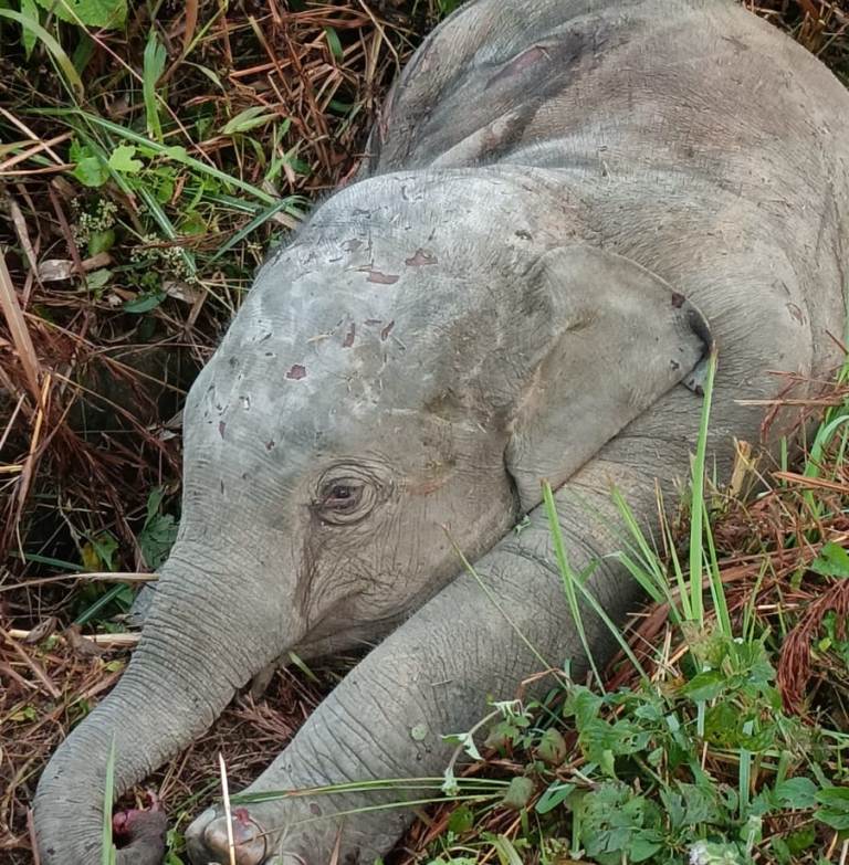 Elephant dies after being knocked down by train at Mariani in Assam