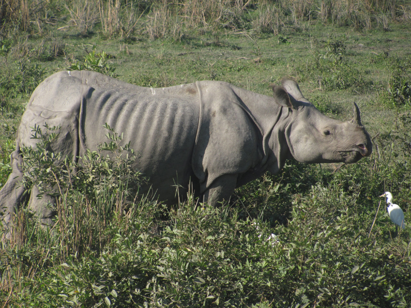 Man killed in rhino attack near Kaziranga National Park