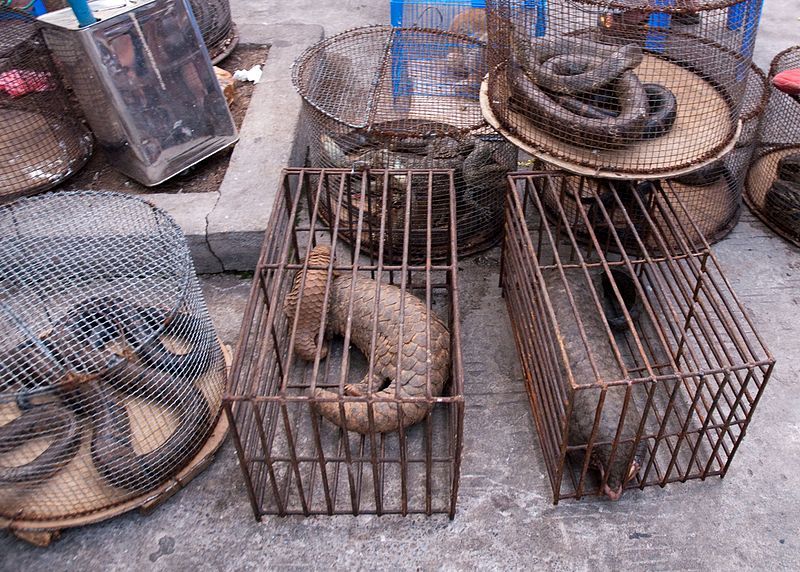 Pakistan witnessing sharp decline in numbers of pangolin due to their illegal trade in China: WWF
