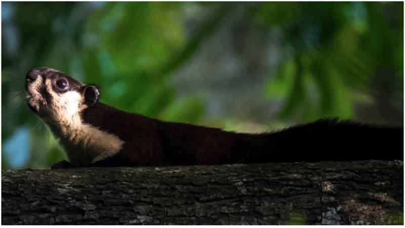 The case of northeast India’s Malayan giant squirrels