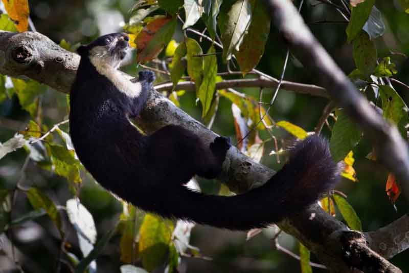  The Malayan giant squirrel, locally called kebung, is a predominantly arboreal mammal. Contiguous canopy cover, therefore, is important for its survival. Photo by Kemaya Kidwai.