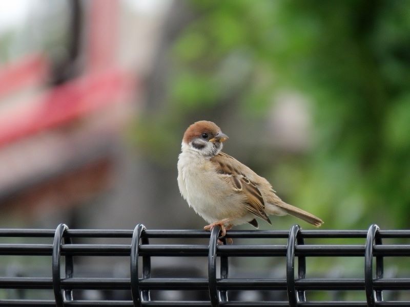 Bird Flu scare: Four parks in Delhi closed for public