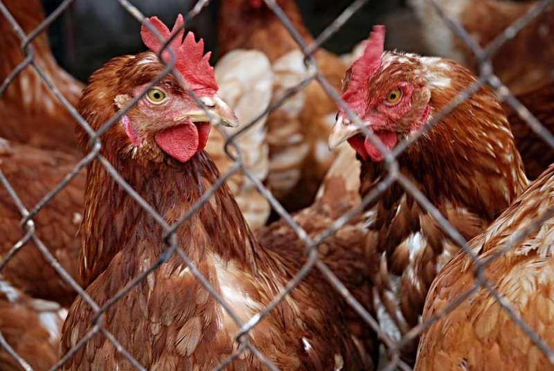 No report of bird flu in J&K, eating poultry safe: Doctors Association Kashmir