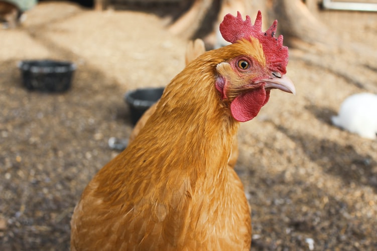 Bird Flu: Himachal Pradesh govt extends ban on chicken by another week