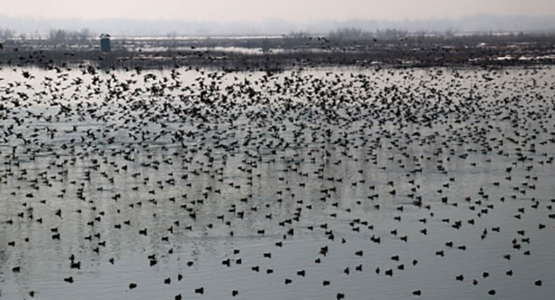 Action plan laid out for the conservation of wetlands in Kashmir