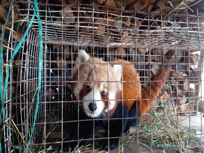 Rescued red panda released back into its natural habitat