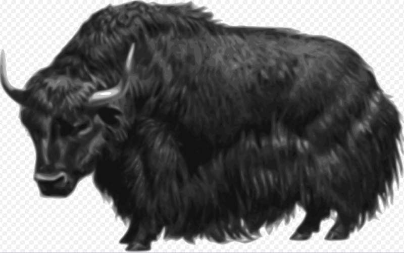 Bhutan announces alternative feed for yaks to address winter fodder scarcity