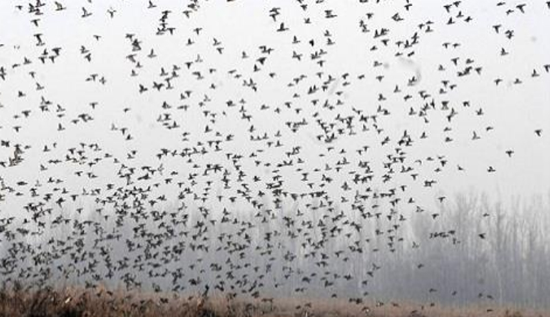 Jammu and Kashmir: Orientation programme to conduct census of Migratory birds held at Hokersar