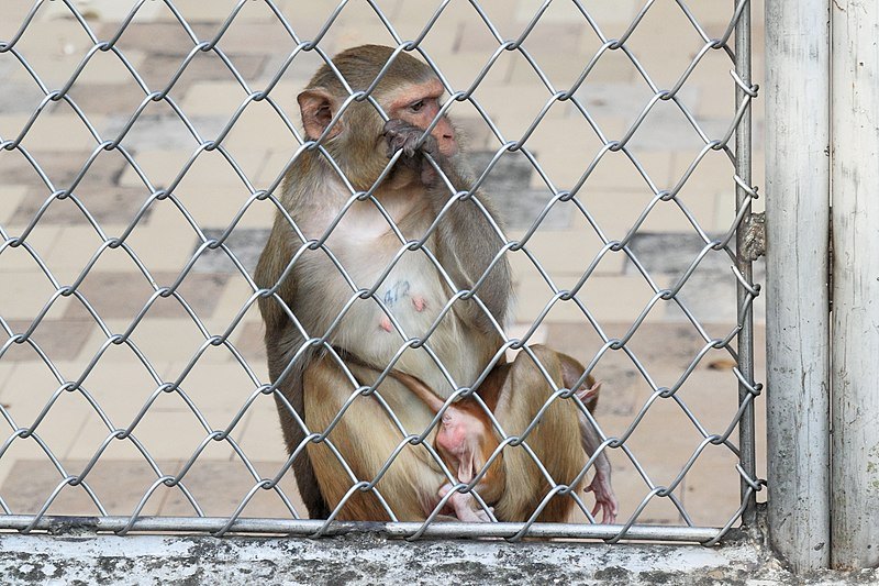 China: Man dies from rare Monkey B virus (BV)