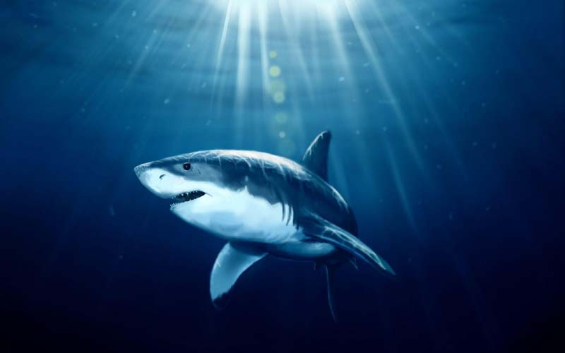 Maldives plans to legalise shark fishing