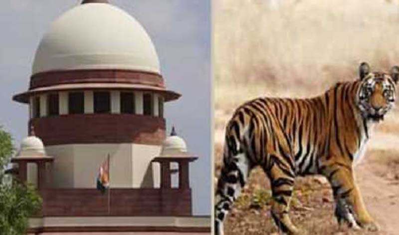 Supreme Court closes case against Maharashtra govt officials over killing of tigress Avni