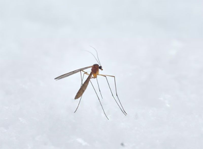 Pakistan: Karachi reports Dengue-like mysterious fever