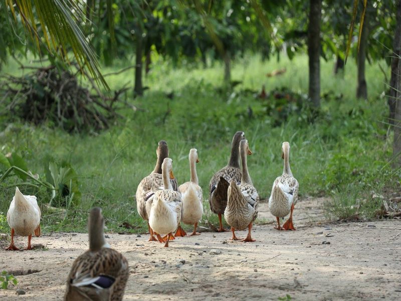 Avian flu spreads to 10 states, unnatural birds death reported in J&K, Jharkhand