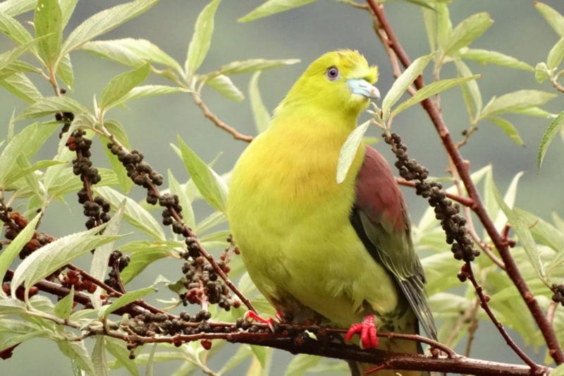 Forest specialists like wedge tailed green pigeon, provide important ecosystem services like seed dispersal. Photo by Ghazala Shahabuddin.